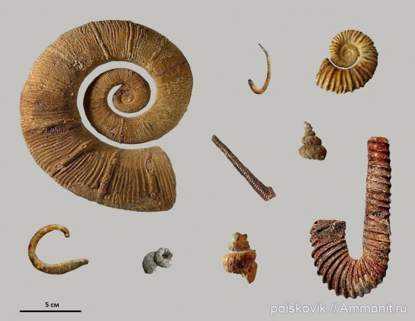 Гетероморфные аммониты Крыма