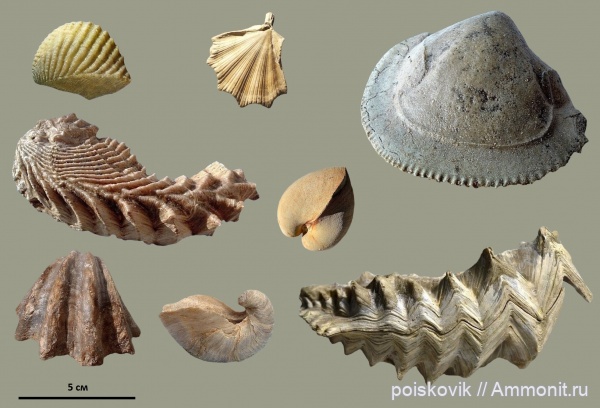 Двустворчатые моллюски Крыма