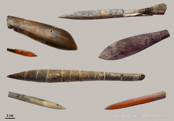 белемниты, Крым