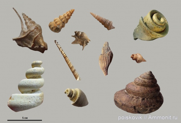 Брюхоногие моллюски Крыма