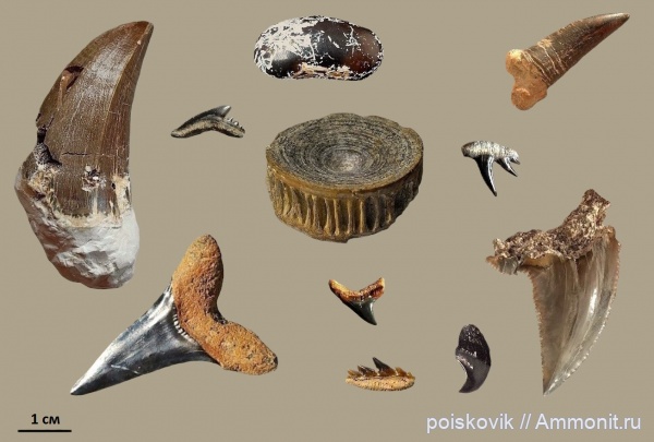 Зубы и кости рыб и рептилий Крыма