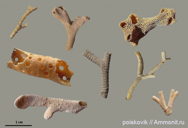 мшанки, Крым