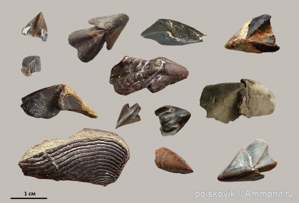 головоногие моллюски, Крым, аптихи, ринхолиты