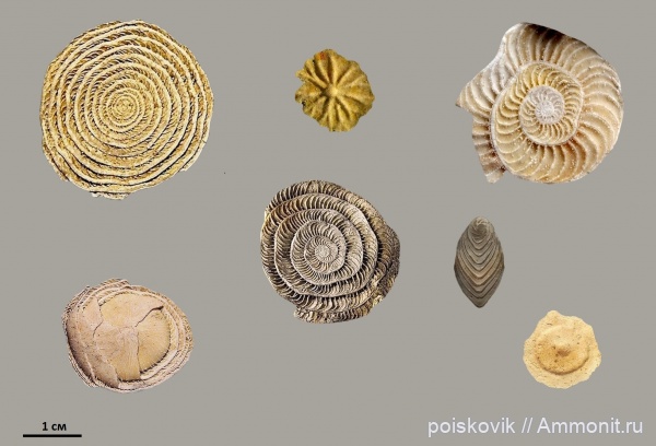 Фораминиферы Крыма