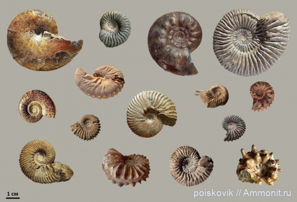 Аммониты Крыма