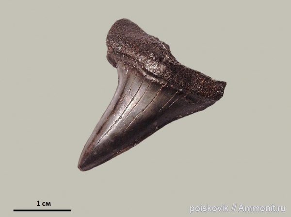 рыбы, зубы, Крым, зубы акул, Cretoxyrhina, fish, teeth, shark teeth