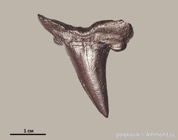 рыбы, зубы, Крым, зубы акул, Striatolamia, fish, teeth, shark teeth