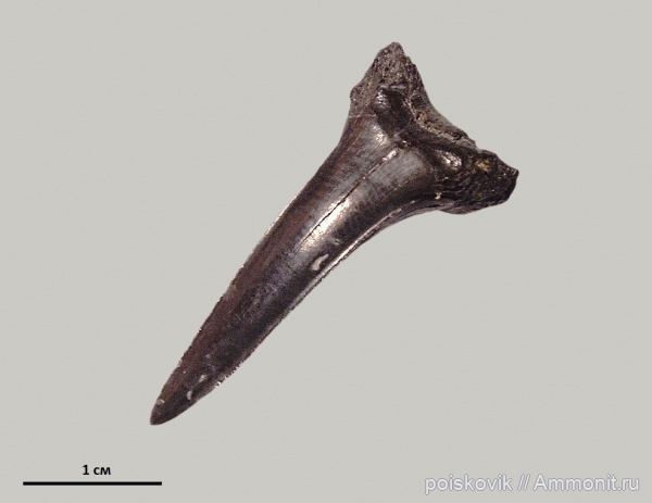 рыбы, зубы, Крым, зубы акул, Striatolamia, fish, teeth, shark teeth