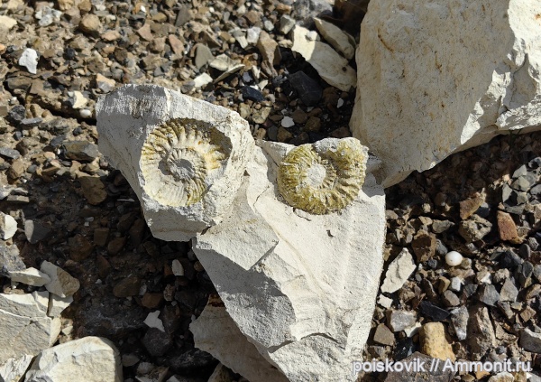 аммониты, головоногие моллюски, Крым