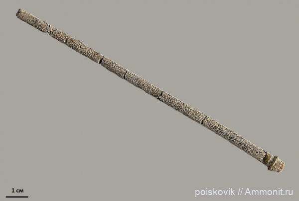 морские ежи, иглокожие, берриас, Крым