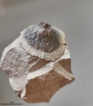 Фрагмент иглы морского ежа