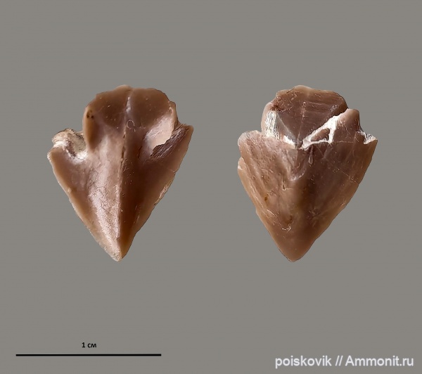 Крым, верхний мел, ринхолиты, кампан, Akidocheilus