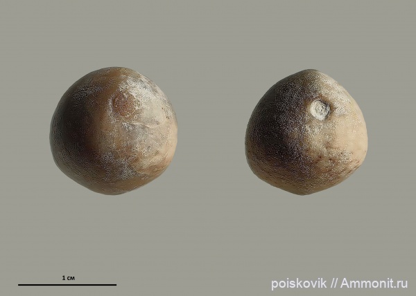 морские ежи, иглокожие, Крым, кампан, Offaster, перипрокт