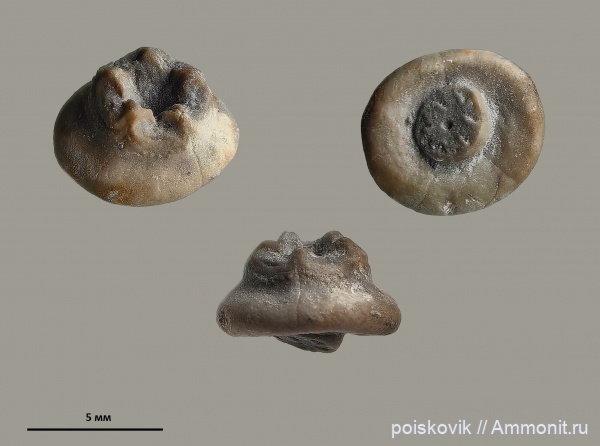 морские лилии, оксфорд, криноидеи, Крым, Балаклава, Sclerocrinus