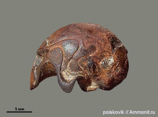 наутилусы, головоногие моллюски, Крым, Xenocheilus, Nautilida, Xenocheilus ulixis, Pseudonautilidae