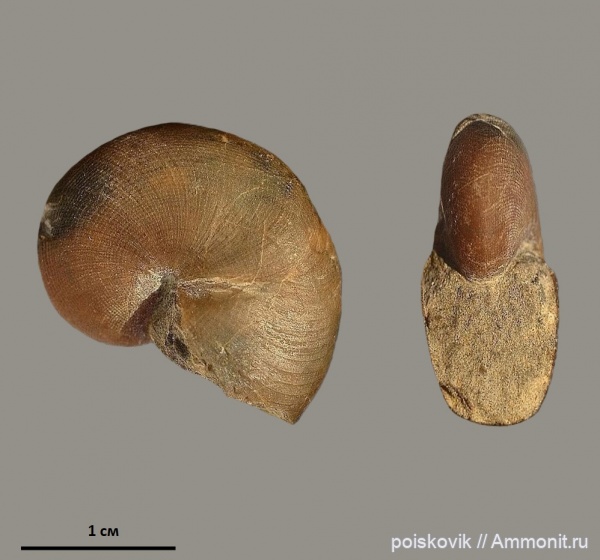 наутилусы, головоногие моллюски, Крым, Nautilida