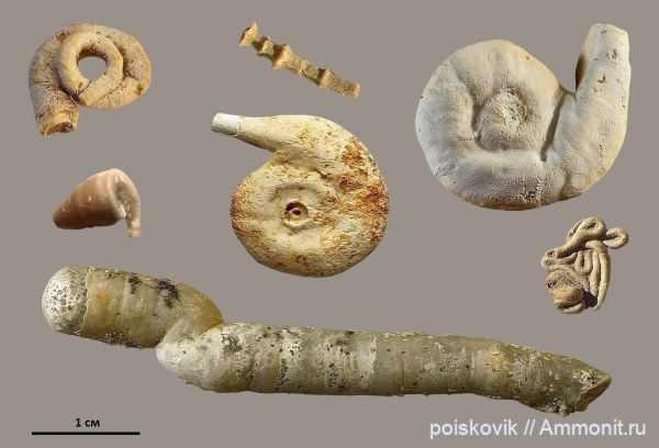 Серпулы Крыма