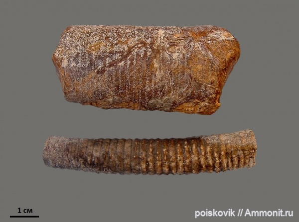 морские лилии, иглокожие, криноидеи, Крым, Балаклава, Apiocrinus