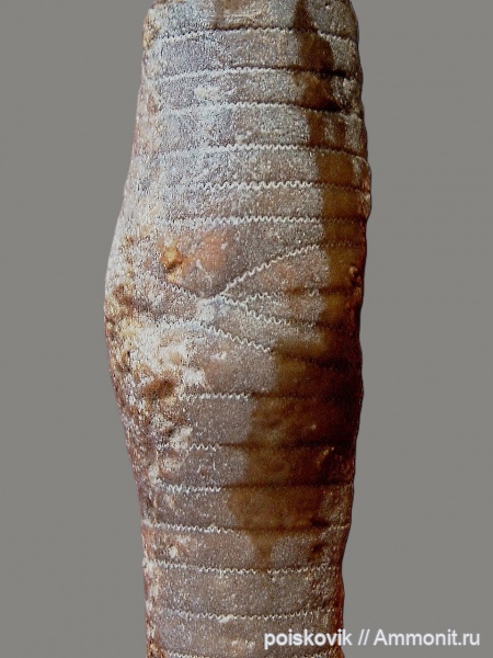 морские лилии, иглокожие, криноидеи, Крым, прижизненные повреждения, Балаклава, Apiocrinus