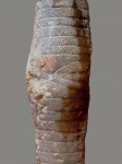 Apiocrinus chukuensis