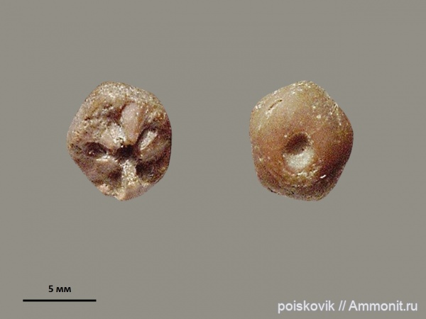 морские лилии, криноидеи, Крым, готерив, Sclerocrinus, Hauterivian