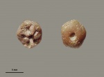 Sclerocrinus