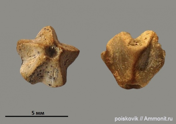морские лилии, криноидеи, Крым, готерив, Phyllocrinus, Hauterivian