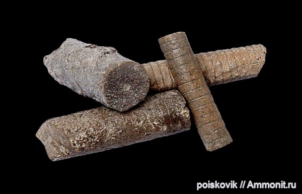 морские лилии, иглокожие, криноидеи, Крым, Балаклава