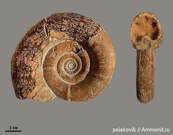 аммониты, головоногие моллюски, берриас, Крым, Ammonites, Protetragonites tauricus, Protetragonites