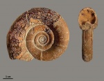 Protetragonites tauricus