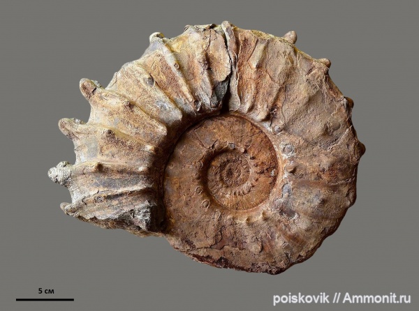 аммониты, головоногие моллюски, берриас, Крым, Ammonites, Neocosmoceras, Berriasian
