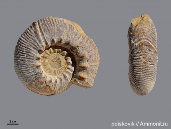 аммониты, головоногие моллюски, Ammonites, Olcostephanus