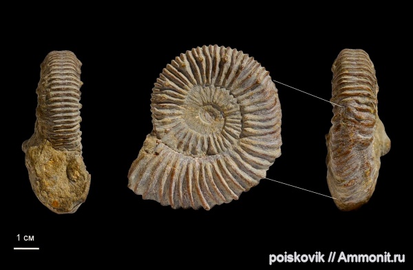 аммониты, головоногие моллюски, Крым, прижизненные повреждения, Ammonites