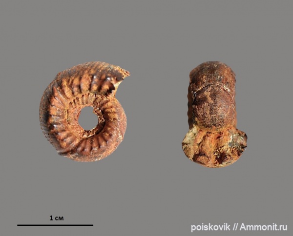 аммониты, головоногие моллюски, берриас, Крым, Ammonites, Olcostephanidae, Berriasian
