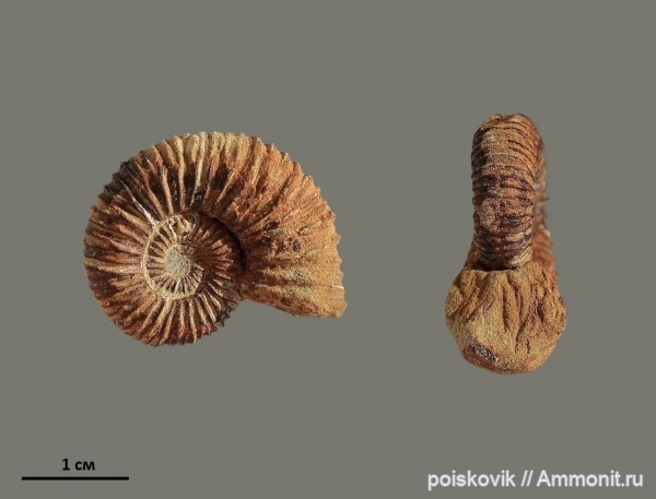 аммониты, головоногие моллюски, берриас, Крым, Ammonites, Hegaratia, Balkites, Berriasian