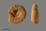 Speetoniceras speetonensis