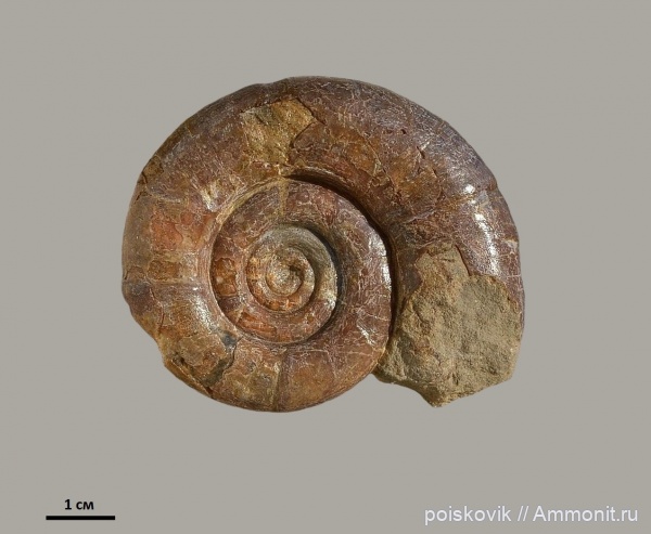 аммониты, головоногие моллюски, берриас, Крым, Ammonites, Protetragonites, Berriasian