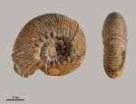 Olcostephanus