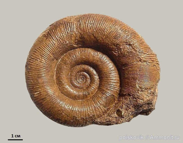 аммониты, головоногие моллюски, Крым, баррем, Biasaloceras, нижний баррем, Ammonites, Barremian