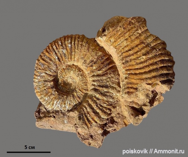 аммониты, головоногие моллюски, Крым, баррем, нижний баррем, Ammonites, Barremian