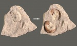 Hoploscaphites