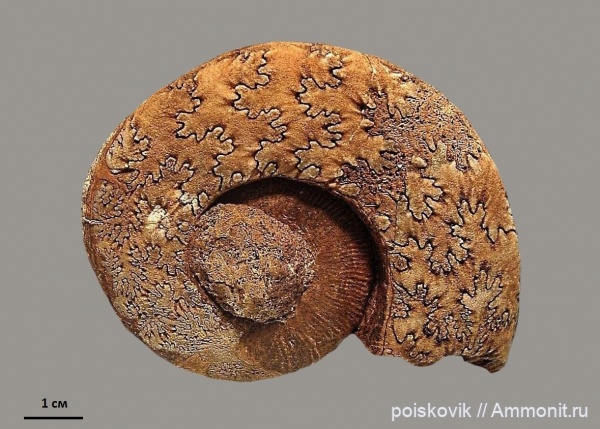 аммониты, головоногие моллюски, Крым, баррем, нижний баррем, Crioceratites, Ammonites, лопастные линии, Barremian