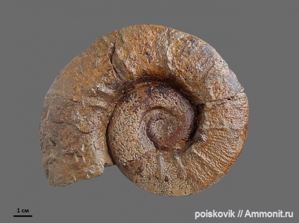 аммониты, гетероморфные аммониты, головоногие моллюски, Крым, баррем, нижний баррем, Crioceratites, Ammonites, Barremian, heteromorph ammonites