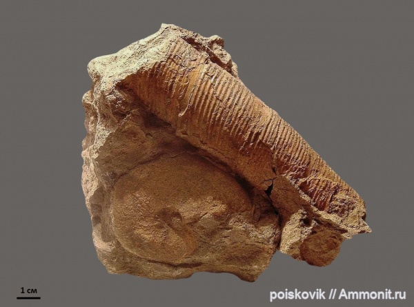 аммониты, гетероморфные аммониты, головоногие моллюски, Крым, баррем, нижний баррем, Ammonites, Anahamulina, Barremian, heteromorph ammonites