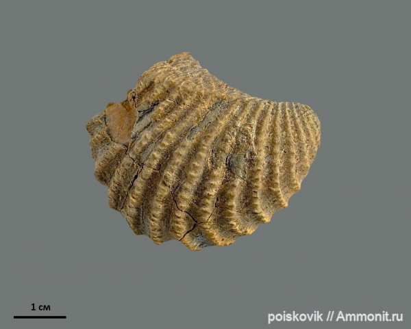 двустворки, двустворчатые моллюски, берриас, Крым, тригонии, Linotrigonia, Berriasian