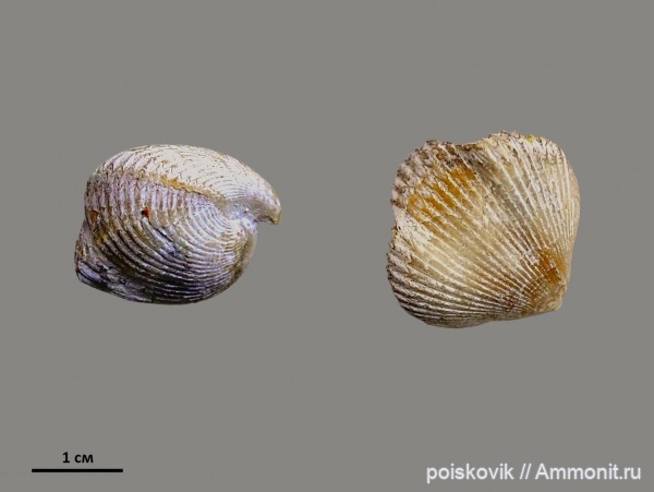 брахиоподы, маастрихт, Крым, Балаклава, Septatoechia inflata, Maastrichtian