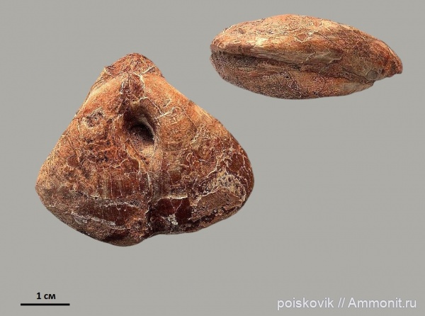 брахиоподы, Крым, баррем, нижний баррем, Pygope janitor, Pygope, Barremian