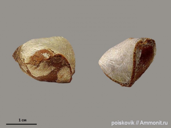 брахиоподы, Крым, баррем, нижний баррем, Lacunosella, Lacunosella moutoniana