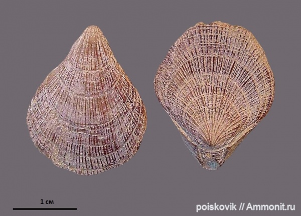 брахиоподы, берриас, Крым, Terebratulida, Symphythyris, Symphythyzis arguinensis, Symphythyzis, Berriasian