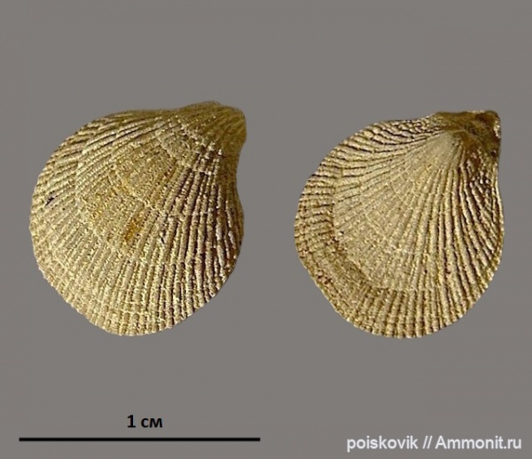 брахиоподы, Крым, апт, Terebratulida, cruralina, Aptian